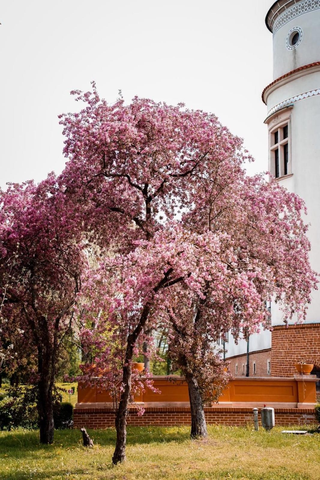 Zamek W Baranowie Sandomierskim Baranów Sandomierski Exterior foto